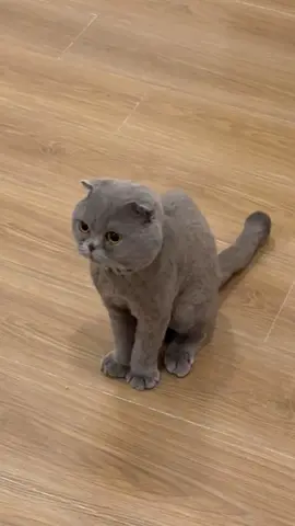 Free cat