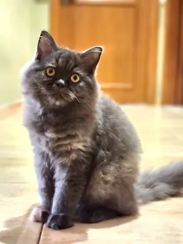 Scottish short hair for free adoption