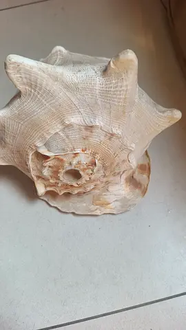 Large Decorative Sea Shell