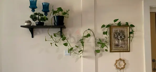 Green plants