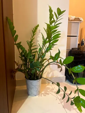 110 cm indoor houseplants — ZZ plant only left in photo