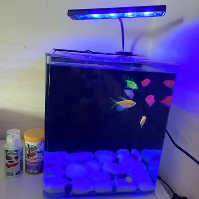 Small LED Desktop Fish Tank with Light and Accessories