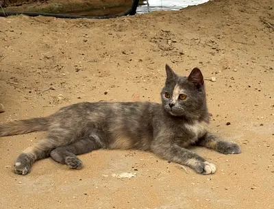 Cat for free adoption