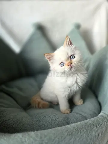 Ragdoll red point