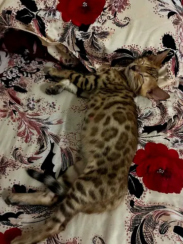2 months old Bengal kittens