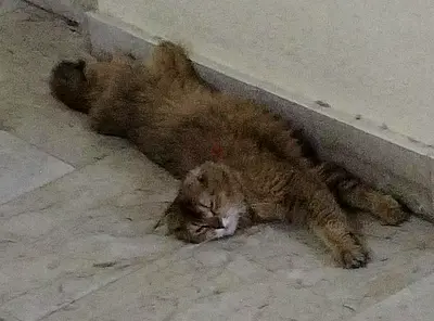 Found cat in Leewara area (Bustan)