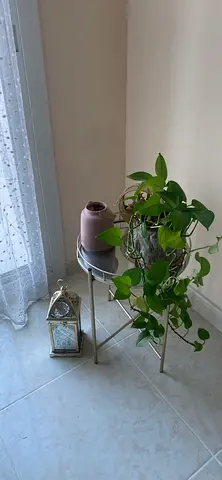 Green plants