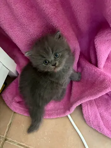 1-month-old fluffy grey kitten available for adoption