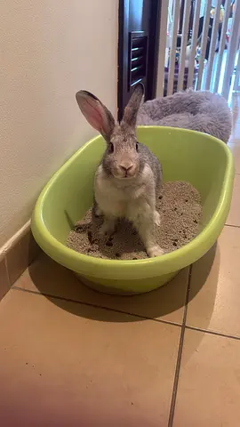 Bunny