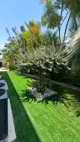 🌿 Premium Mature Olive Tree for Sale – Tilal Al Ghaf (Harmony) 🌿