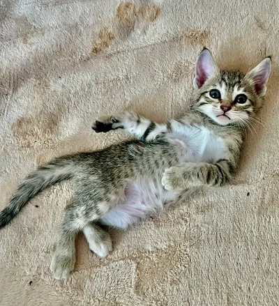 Free adoption- kittens- read description please