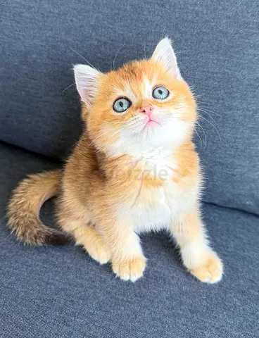 Adorable Pure British Shorthair Ny12 Golden Chinchilla kitten