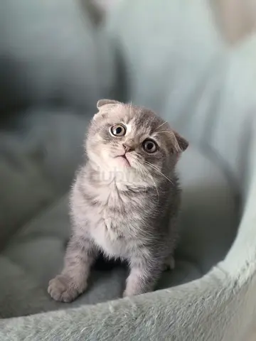 Scottish fold