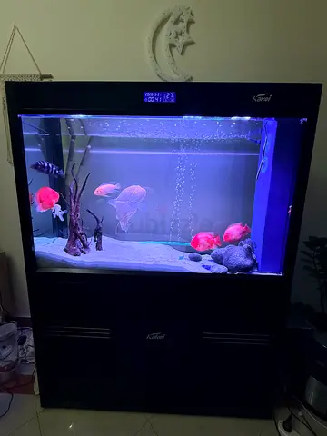 Premium Complete Aquarium Setup for Sale – UAE (KAKEI)