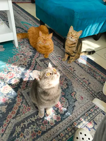 Kittens and cats