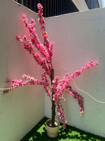 Cherry blossom tree