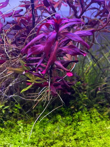 Aquarium live plant for Sell