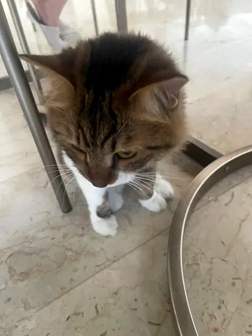 Friendly long-haired tabby cat available for free adoption