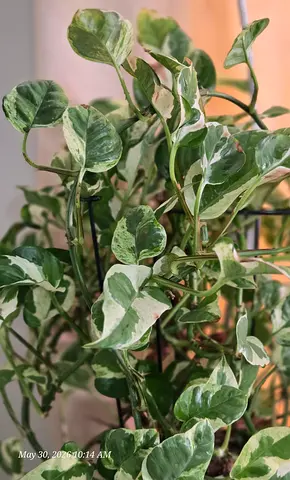 Pothos N Joy( Epipremnum Plant)- Healthy Indoor Plant