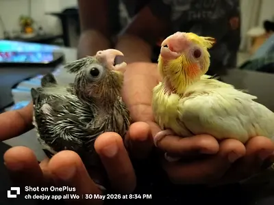 Hand-raised baby cockatiels — healthy pair, tame and social