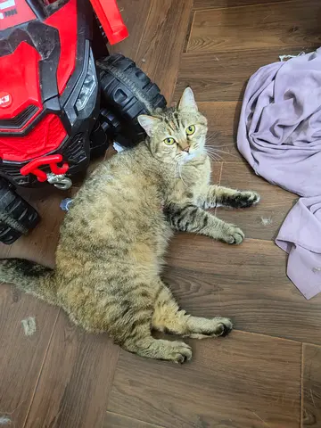 Cat