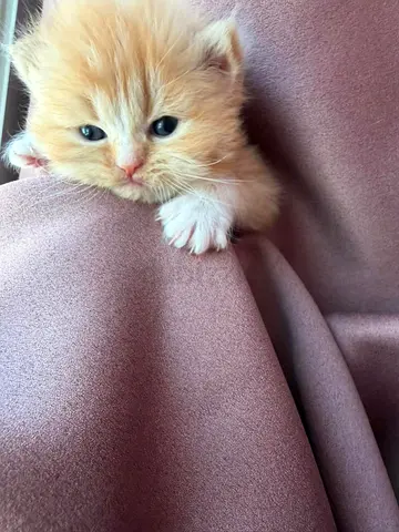 Persian ginget male kitten