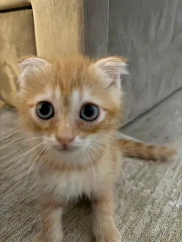 Kittens