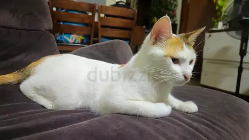 Cat for adoption
