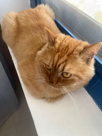 Young friendly ginger longhair cat for free adoption
