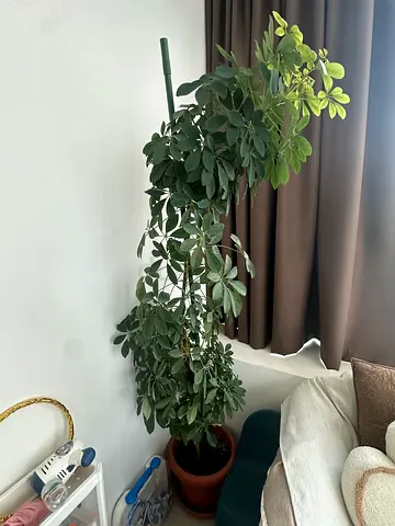 Tall indoor potted Schefflera/umbrella plant — healthy, used