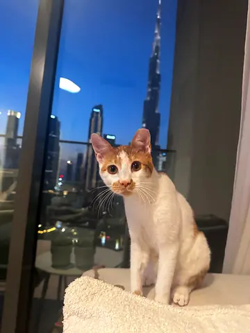Young white and ginger cat available for adoption