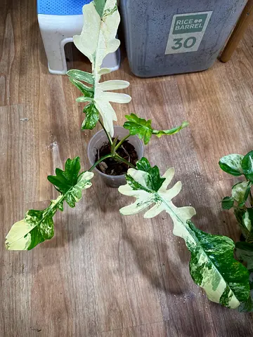 Philodendron Florida beauty x mayoi narrow form. Aed400/-. Pickup near financial center metro. Deliv