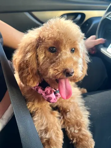 Friendly Dog With Diabetes for Adoption