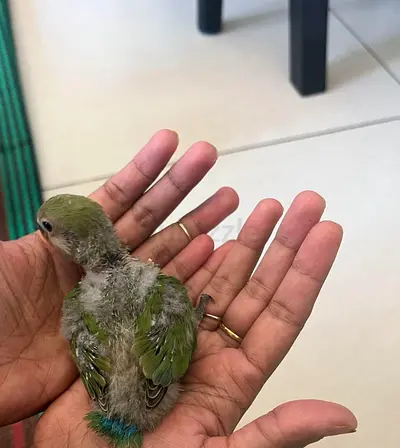 African lovebird -- Young  / lovebird chick - hand raised
