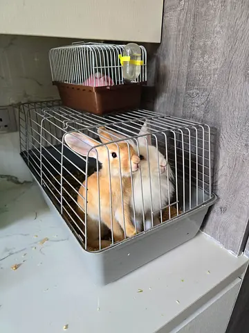Two Rabbit with Cage and food