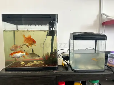 Fish aquarium
