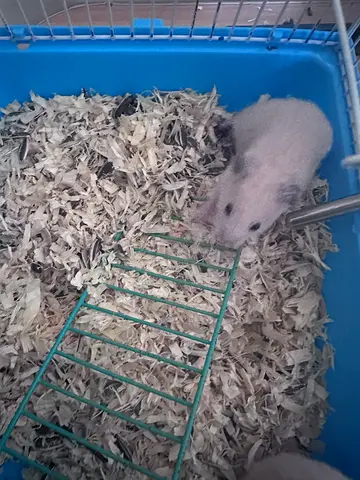 Hamster