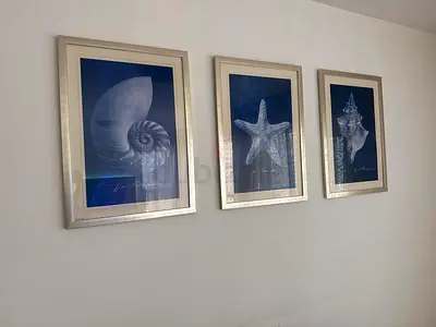 Set of 3 Framed Nautical Shell Prints - Silver Frames