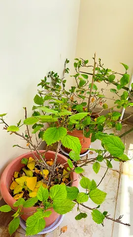 Outdoor plants for sale