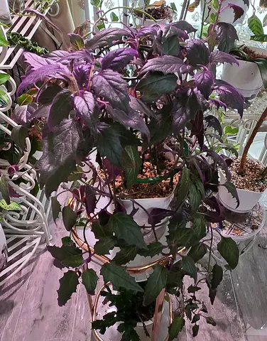 Gynura L Purple Passion indoor plant in decorative self-watering pot (ready to display)