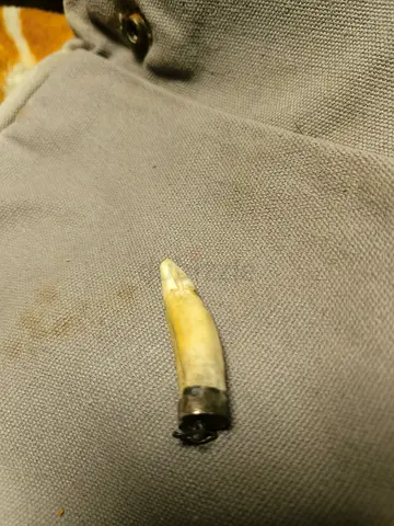 Vintage Tooth Pendant with Silver Cap