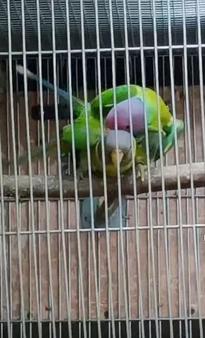Plum head parrot rare breed bonded pair healthy and active msg me