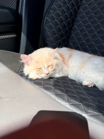 Persian Cat for Adoption