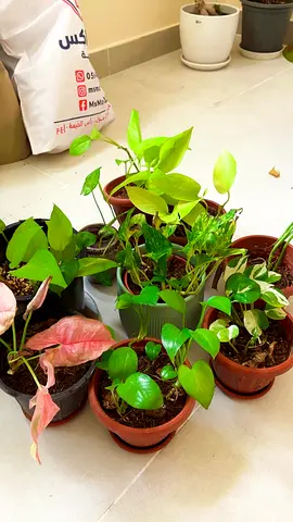 Indoor plants for sale