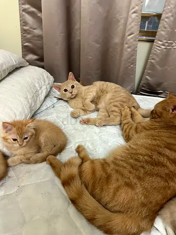 cat for adoption