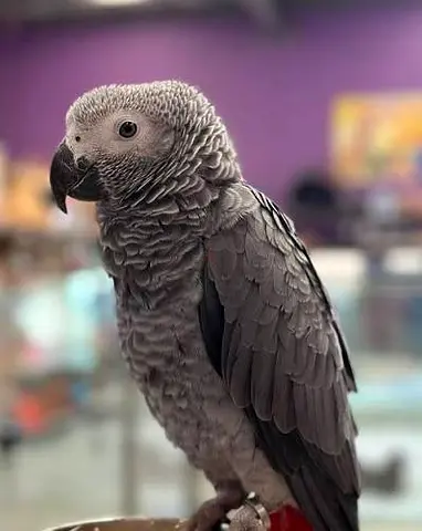 African grey parrot