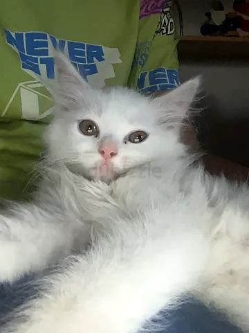 Lovely Turkish + Scottish mix breed kitten available for rehoming