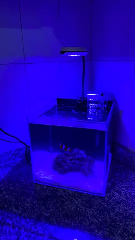 5 Gallon Nano Reef Tank