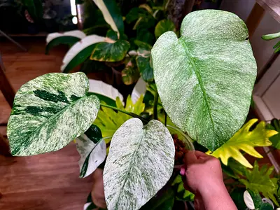 Mint Monstera 🔥. Well settled in leca. Aed400/-. Pickup near financial center metro station. Delive