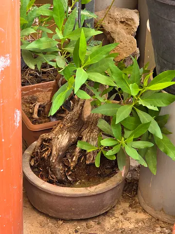Bonsai